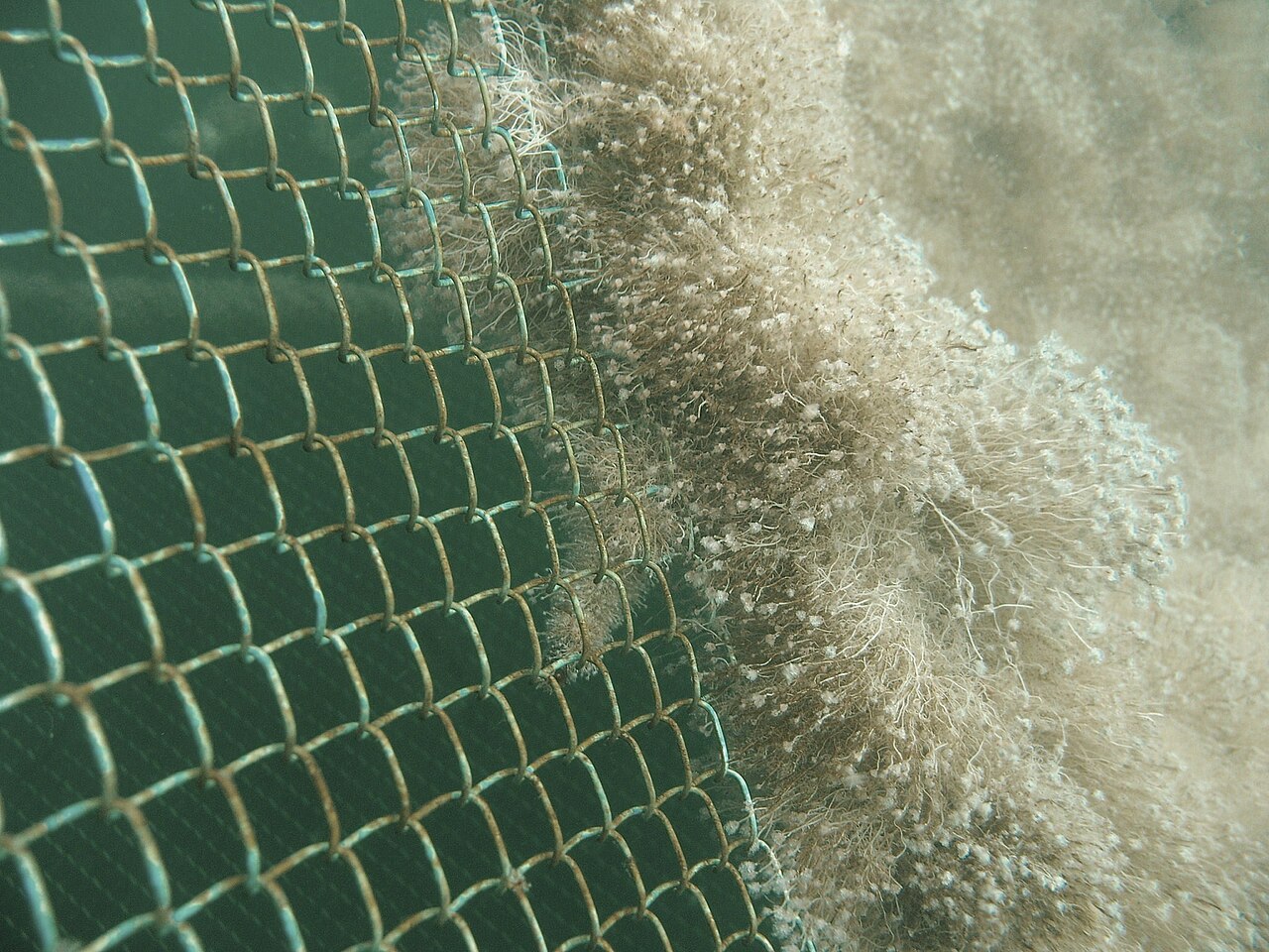 Circular aquaculture net cage in open water showing net panels and surface structure, with no ROV visible