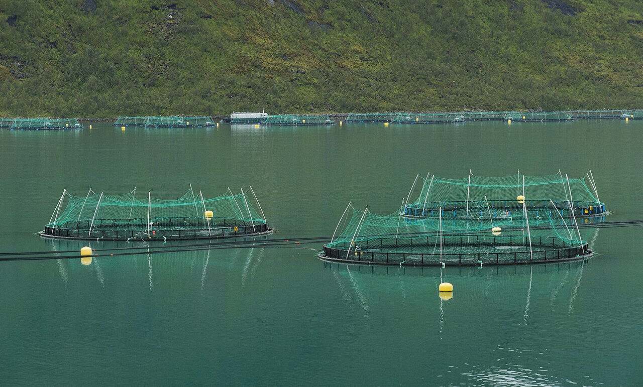 Aerial view of circular fish-farm cages and walkways in a Norwegian fjord, with no ROV visible